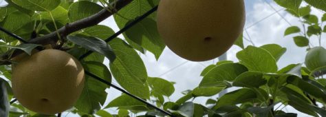 市川の梨がはじまりました!